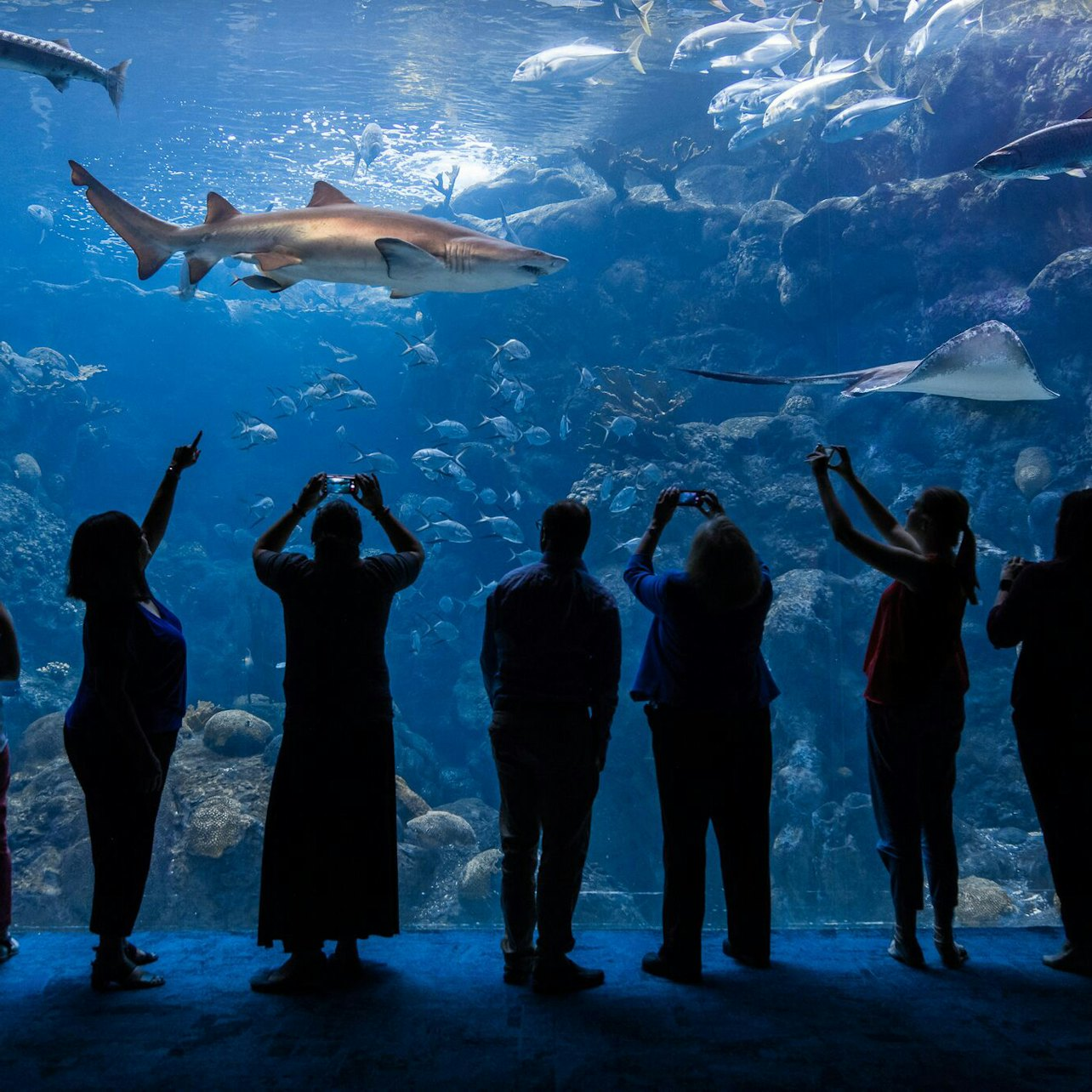 The Florida Aquarium: Skip The Line - Photo 1 of 17